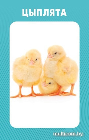 Книга издательства Clever. 100 животных