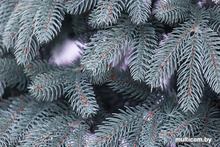 Ель GrandSiti Премиум голубая 2.5 м