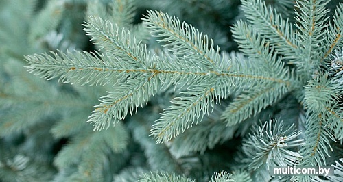 Ель Green Trees Россо премиум 2.1 м