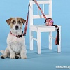 Ошейник United Pets Complete Me Forever Collar (M)