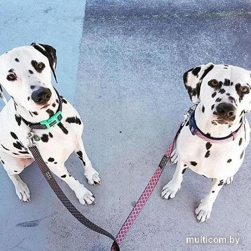 Поводок Doog Gromit LEADNRC-S (розовый/синий)