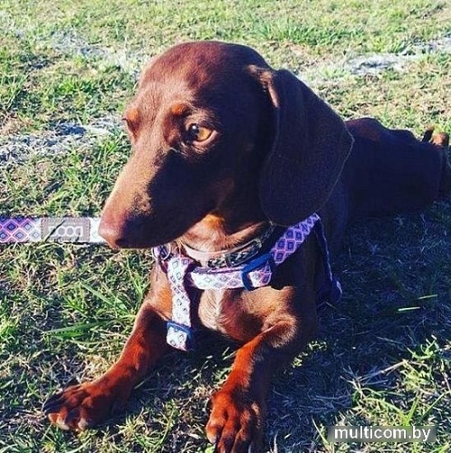 Поводок Doog Gromit LEADNRC-S (розовый/синий)