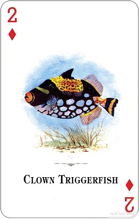 Игральные карты U.S. Games Systems Aquarium Of The Natural World Playing Cards AWC54