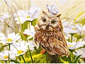 Картина по номерам Белоснежка Сова Везучка 3016-CS