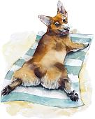 Картина по номерам Рыжий кот Корги на отдыхе Х-3867