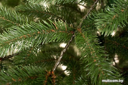 Ель Siga Group Беловежская зеленая 1.5 м