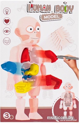 Darvish Human Body SR-T-3568