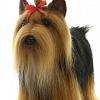 Классическая игрушка Hansa Сreation Йоркширский терьер 5909 (36 см)