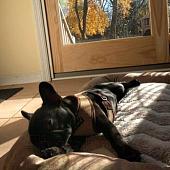 Шлейка-жилетка Puppia Soft Vest PAHA-AH305-RB-XS (синий/черная окантовка)