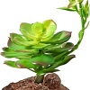 Искусственное растение Laguna Эониум 84044005