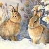 Рыжий кот Зайцы на снегу Х-7530