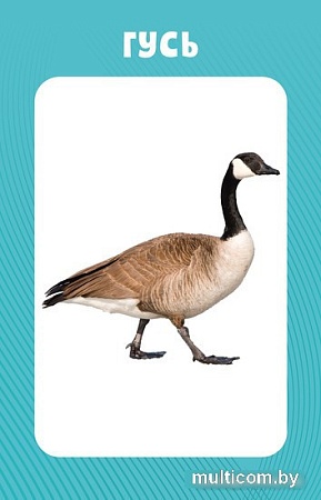 Книга издательства Clever. 100 животных