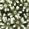 Ель Царь Елка Русская красавица заснеженная с шишками 1.2 м