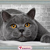 Алмазная мозаика Алмазная Живопись Британский кот АЖ-1463