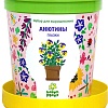 Набор для опытов Happy plant Анютины глазки hpn-9