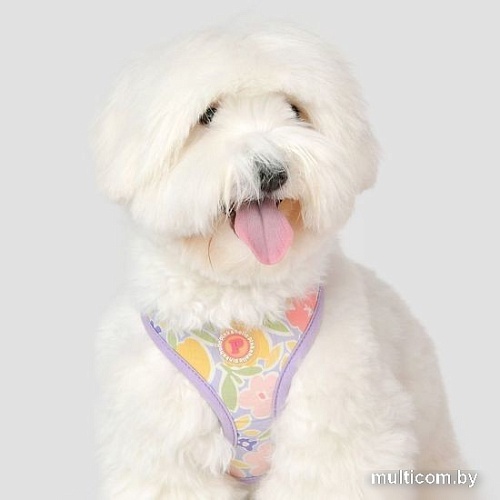 Шлейка-жилетка Pinkaholic Evanthe NAWA-HA7719-PU-L (фиолетовый)