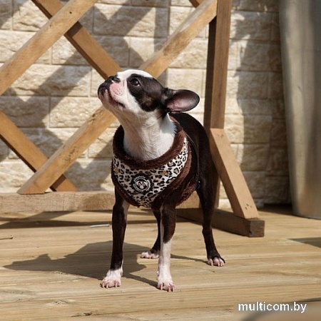 Шлейка Pinkaholic Leo Pug NAQD-AC7275-BR-S (коричневый)