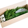 Ель Green Trees Форесто премиум 1.2 м