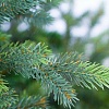 Ель Green Trees Грацио премиум 1.2 м