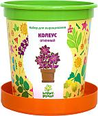 Набор для опытов Happy plant Колеус огненный hpn-1