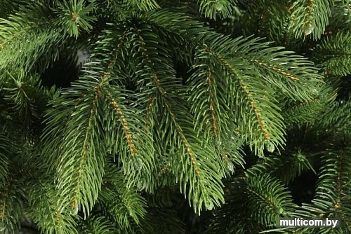 Ель Царь Елка Беверли 1.2 м
