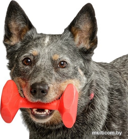 Игрушка для собак Company of Animals Training Dumbbell S