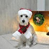 Шарфик Puppia Santa PDDF-SM23-CR-S (красная клетка)