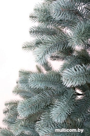Ель Siga Group Беловежская голубая 1.8 м
