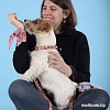 Ошейник United Pets Complete Me Forever Collar (M)