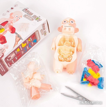 Darvish Human Body SR-T-3568