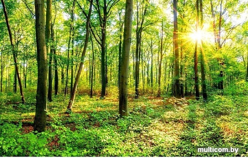 Фотообои Citydecor Солнечный лес с защитным покрытием 400x254