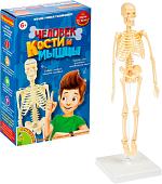 Набор для опытов Bondibon Японские опыты. Человек. Кости и мышцы ВВ4728