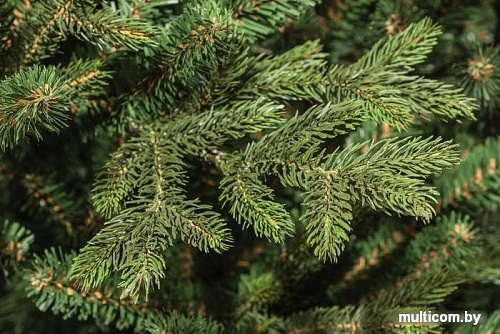 Ель Царь Елка Ева 1.85 м