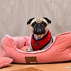 Лежак Puppia Presley PARD-AU1587-OR-FR (розовый)