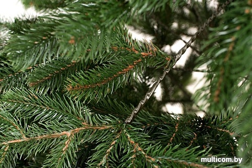 Ель Siga Group Сибирская зеленая 2.1 м