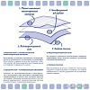 Одноразовая пеленка ElitePad Original (90x60 см, 10 шт)