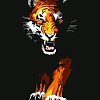 Картина по номерам Darvish Тигр DV-14331