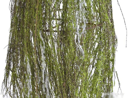 Ель Canea B150102-60