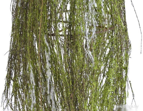 Ель Canea B150102-60