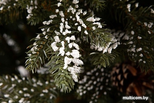 Ель GreenTerra Квебек 2.2 м