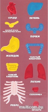 Darvish Human Body SR-T-3568