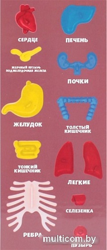 Darvish Human Body SR-T-3568