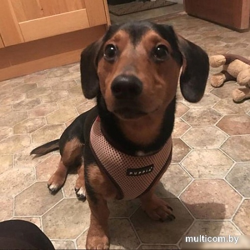 Шлейка-жилетка Puppia Soft Vest PAHA-AH305-BE-XXL (бежевый)