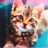 Алмазная мозаика Darvish Милый котенок DV-13760-21