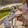 Поводок United Pets Complete Me 2 (L, голубой/оранжевый)