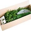 Ель Green Trees Форесто премиум 2.1 м