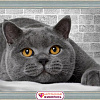 Алмазная мозаика Алмазная Живопись Британский кот АЖ-1463