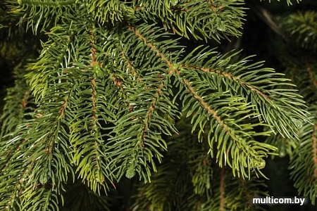 Ель Царь Елка Байкальская 2.1 м