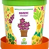 Набор для опытов Happy plant Колеус огненный hpn-1