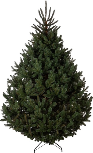 GreenTerra Босния (2.5м)